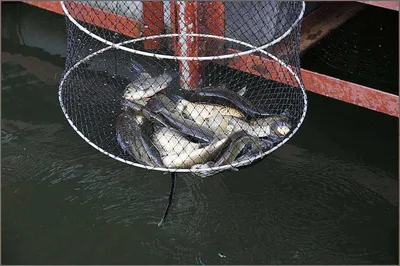 붕어는 나오는데 정말 덥습니다....