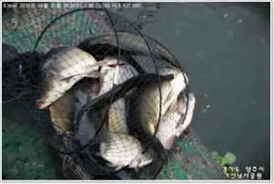 월척도나오고요~ 꾸준한 조황입니다.