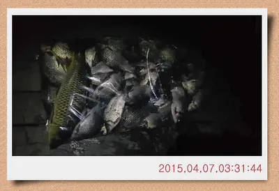 충남 아산 월선낚시터 대박행진입니다.