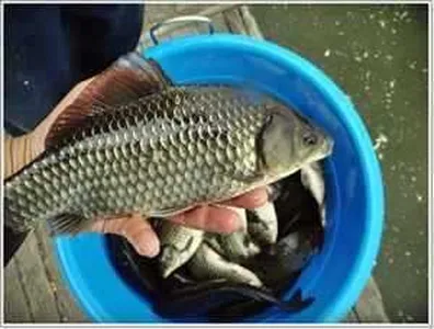 [각평지] 4월 11일 어자원 방유