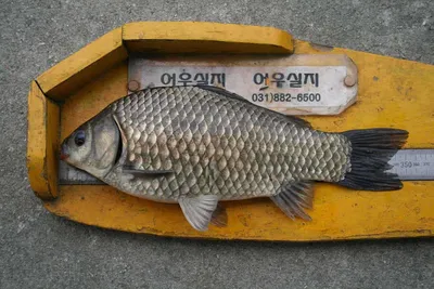 토종붕어의 얼굴은 역시나...