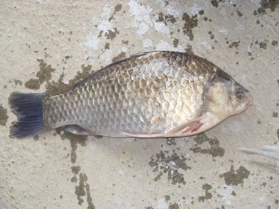 [당진 가교리지] 토종 "큰" 붕어 점점 좋아지고 있는 조황..