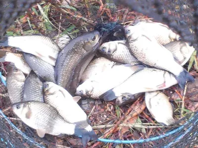 안성 죽산 장계지