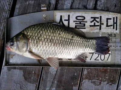 16.09.01 송전지 서울집 조황