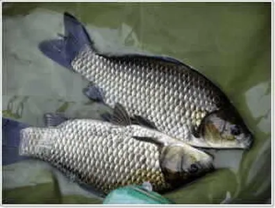 [각평지] 어자원 조성 (붕어 대량 방류)