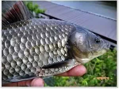 [각평지] 6월 29일 어자원 방류 정보