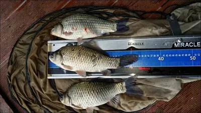 16.11.16 송전지 서울집 조황