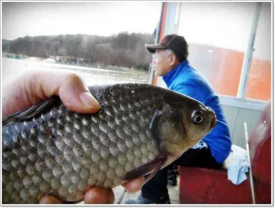 [각평지] 12월 2일 (목.금) 조황정보