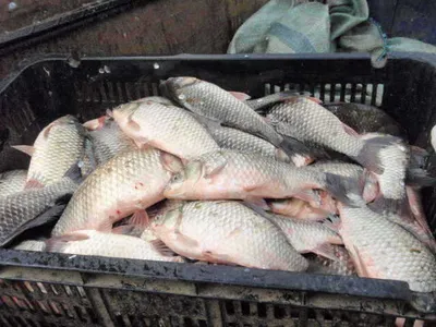 당진 "가교리지" 11월15일 조황정보..