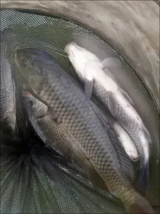 16.09.10 송전지 서울집 조황