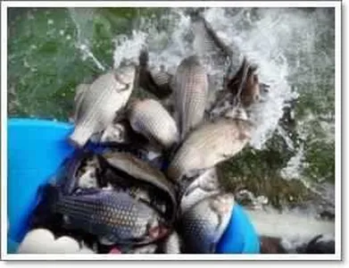 [각평지] 2월 3일 각평지 어자원 조성