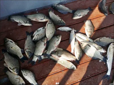 16.09.23 송전지 서울집 조황