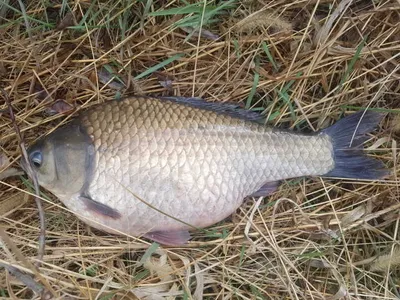 아산 월랑낚시터 조황화보랑 방류소식입니다~~~^^