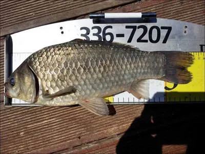 17.05.15. 송전지 서울집 조황