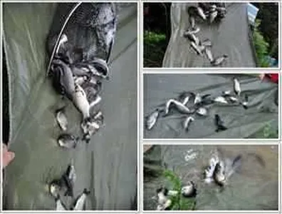 [각평지] 7월 6일(금) 어자원(붕어) 방류