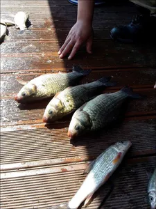 17.06.04 송전지 서울집 조황