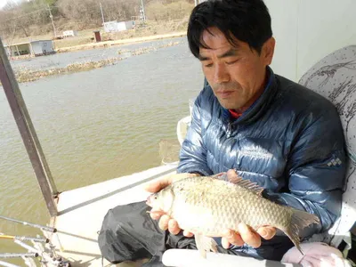 당진 가교리지 바람속에 붕어들...