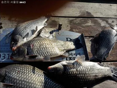 17.03.02 송전지 서울집 조황