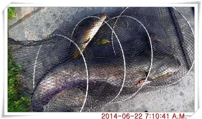 충남 아산 월선낚시터 6월 22일자 조황정보