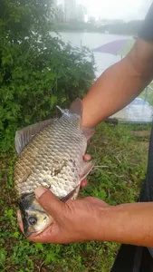 아산 명품 월랑낚시터 7월 네번째조황이야기입니다...^^