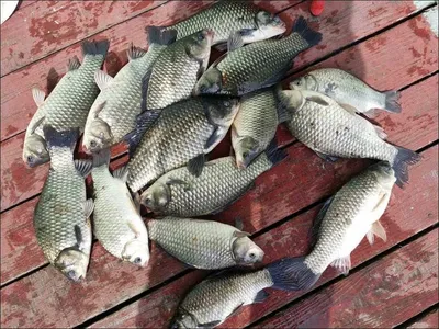 2016.10.15 송전지 서울집 조황