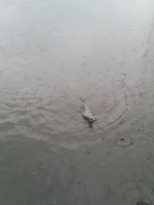 안성 죽산 장계지