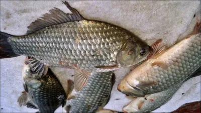 16.10.11 송전지 서울집 조황