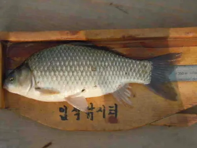 입석낚시터 수상좌대조황입니다