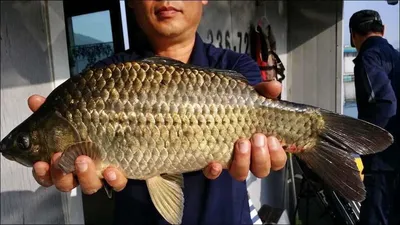 15.08.23 송전지 서울집 조황