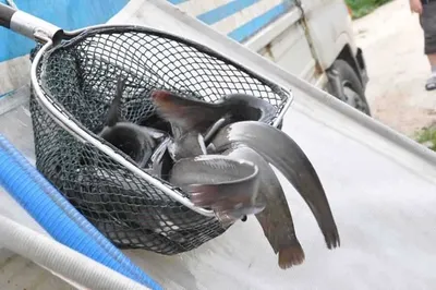 [유일낚시터] 주말에는 언제나 대박이랍니다,~!