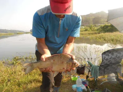 [당진 가교리지  조황화보..]