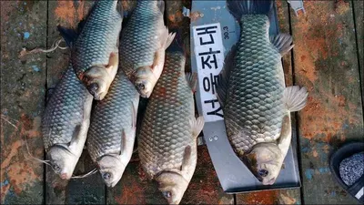 16.04.20 송전지 서울집 조황