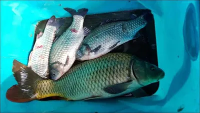 15.10.27 송전지 서울집 조황