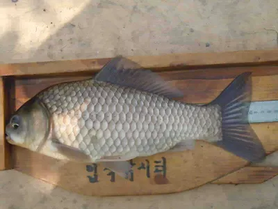 입석낚시터 [토종댐붕어] 6월11일조황입니다