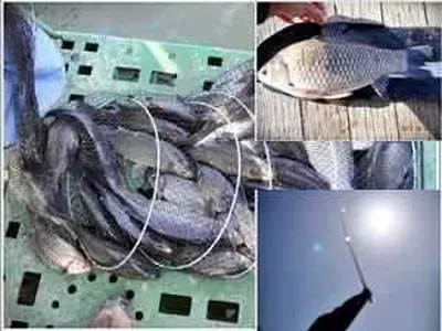 [각평지] 3월 19일 화요일 제대로된 조황