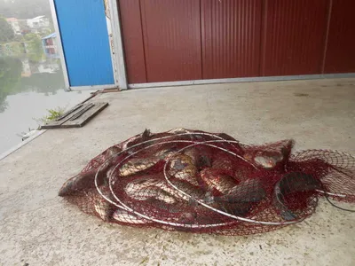 ^^조황소식&수상좌대이벤트^^