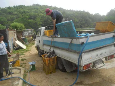 [당진 가교리지 주중 조황화보..]