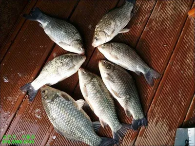 17.03.12 송전지 서울집 조황