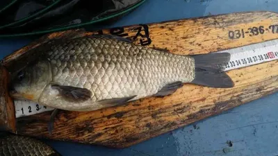 송전 서울좌대 5월16일조황