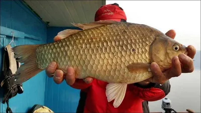 16.03.13 송전지 서울집 조황