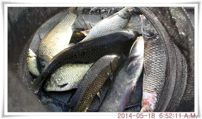 충남 아산 월선낚시터 5월 18일자 조황정보