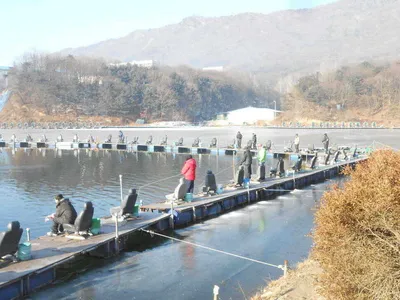 *****루어&플라이조황소식*****