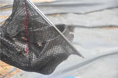 [유일낚시터] 더운날이지만 입질은쉬원하답니다,~~~!