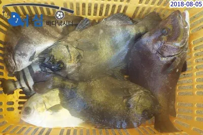 8월5일 어심바다낚시터조황