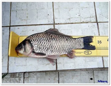 5월 1일 각평낚시공원 조황 정보