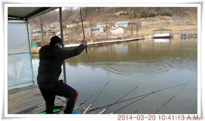 충남 아산 월선낚시터 3월 20일자 조황정보