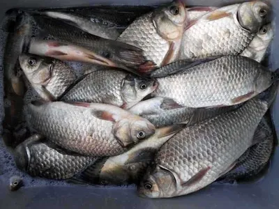 충북 옥천 개심낚시터의 모습