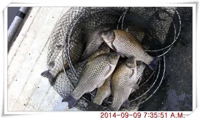 충남 아산 월선낚시터 9월 9일자 조황정보