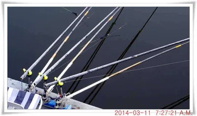 충남 아산 월선낚시터 3월 11일자 조황정보