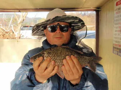 당진" 가교리지" 토종 큰 붕어 계속방류..